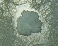 soil bacteria soil bacteria